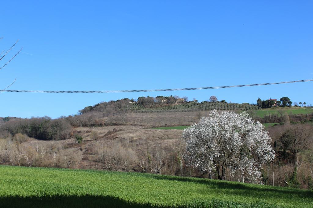 Fattoria Di Rigone Villa Coltavolino Екстериор снимка