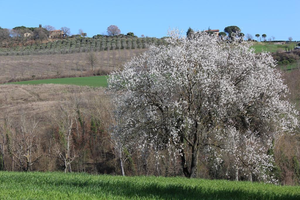 Fattoria Di Rigone Villa Coltavolino Екстериор снимка