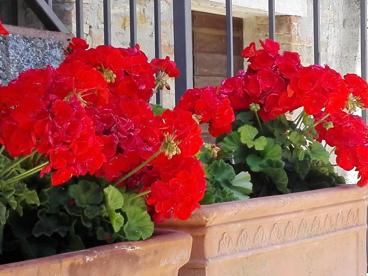 Fattoria Di Rigone Villa Coltavolino Екстериор снимка